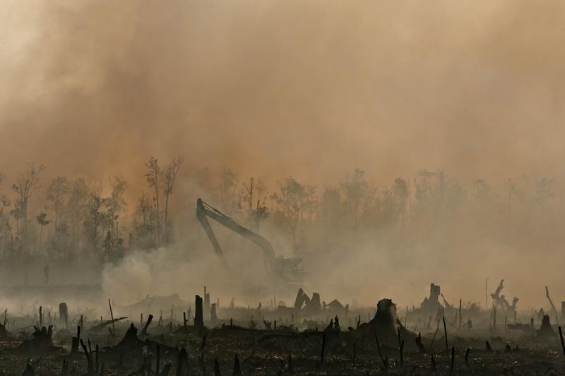 Foreste a Sumatra incendiate per fare spazio alle coltivazione di olio di palma